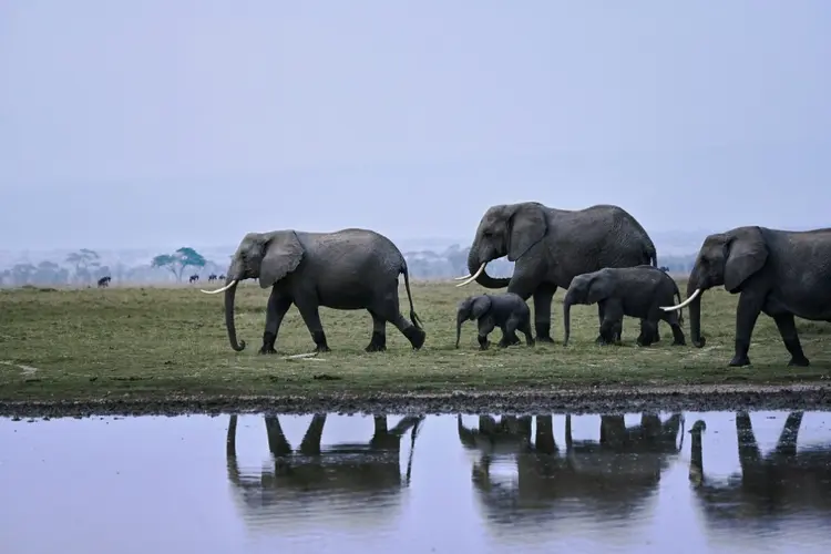 Um grupo de elefantes caminha pelas margens de um dos lagos do Parque Nacional Amboseli, no Quênia: ameaça ambiental com plantio de abacates (AFP/AFP)