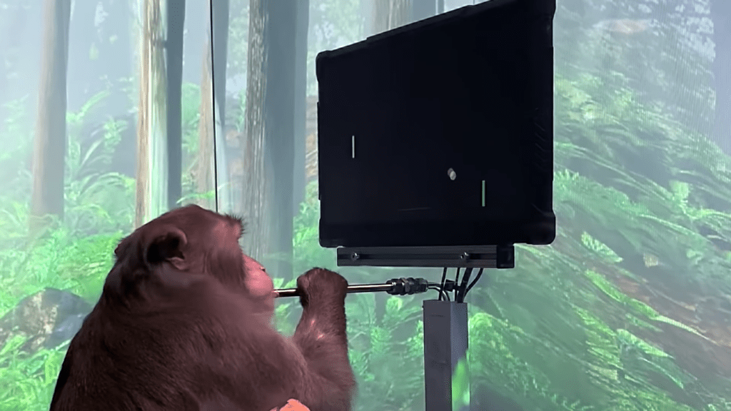 Pager, macaco da Neuralink, realiza comandos no computador em troca de um smoothie de banana (Reprodução/YouTube)