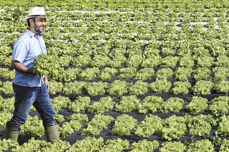 Joe Valle, produtor de orgânicos em Brasília: as 5.000 toneladas de hortaliças são vendidas em grandes varejistas e na rede de lojas próprias que ele criou (Cristiano Mariz/Divulgação/Exame)