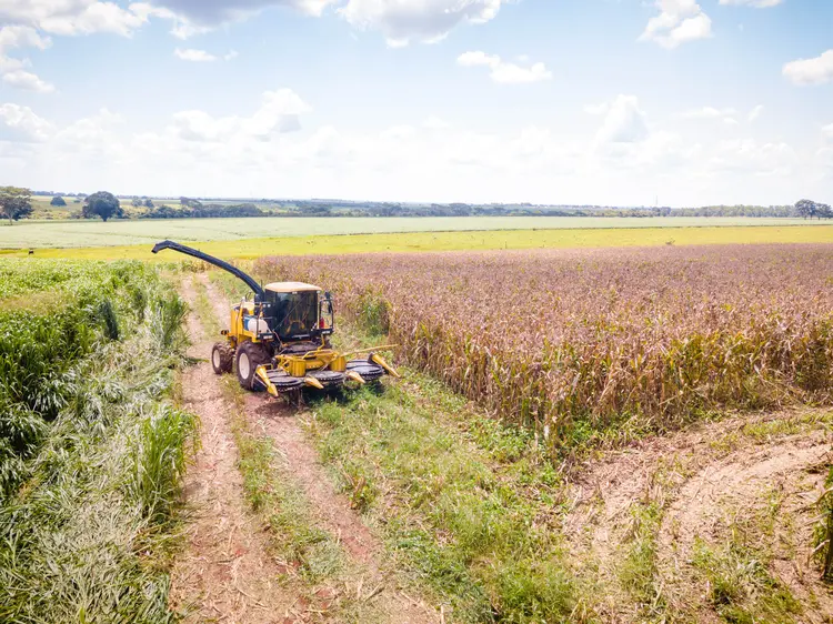 Agricultura/Campo de milho/MS (Rafael Henrique/SOPA Images/LightRocket/Getty Images)