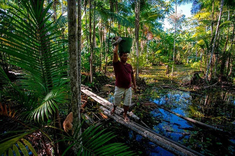 Amazônia: Coca-Cola adota parque na região para ajudar na preservação ambiental (Tarso SARRAF/Reuters)