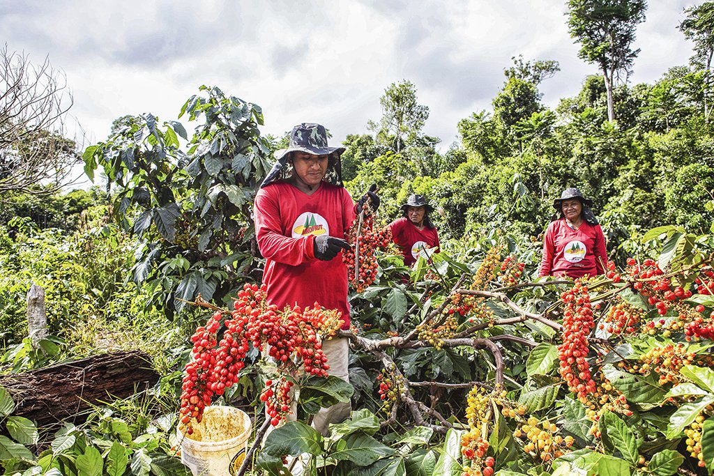 Como a indústria contribui para o desenvolvimento sustentável da Amazônia