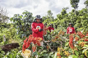 Agricultura familiar, floresta em pé: relatório mostra como aliar produção e conservação na Amazônia