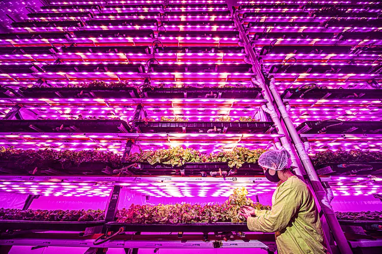 Uma das empresas que apostam no modelo de fazendas verticais é a Pink Farms, de São Paulo. A startup fundada em 2017 montou um galpão de 140 metros quadrados na cidade onde planta mais 
de 15 variedades de vegetais, como alfaces e folhas em miniatura. 
A empresa atende cerca de 70 pontos de venda, além de restaurantes. 
As fazendas verticais vêm ganhando espaço no mundo, por aproximarem a produção do público consumidor. Segundo o cofundador Geraldo Maia, o controle de temperatura, iluminação e umidade permite uma produção mais eficiente e sustentável, com redução de 95% no uso de água. “Não é preciso desmatar e economizamos em transporte, água, fertilizantes. E não é preciso usar agrotóxicos”, diz. O plano agora é abrir novos galpões e aumentar a variedade de plantas. (Leandro Fonseca/Exame)