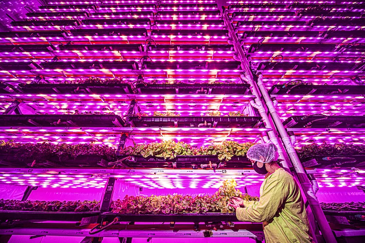 Pink Farms: fazenda no meio da capital paulista é rosa, vertical e representa inovação do agronegócio (Leandro Fonseca/Exame)