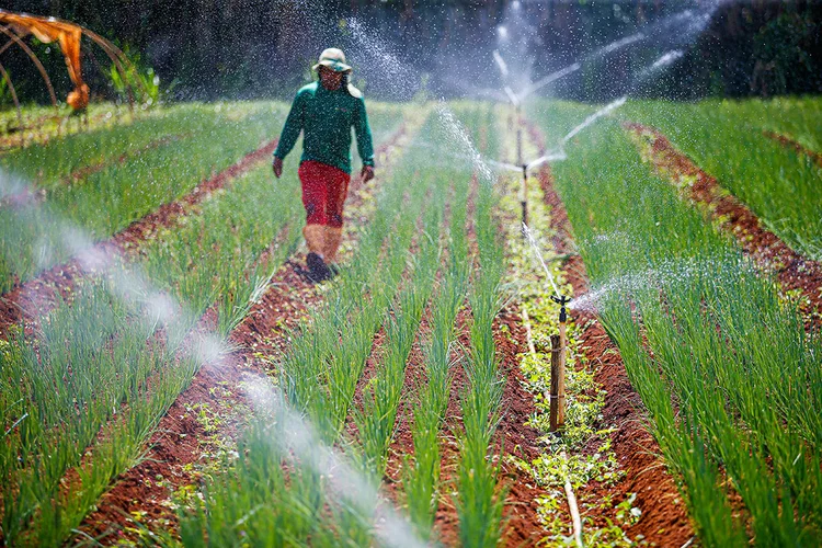 Joe Valle, da Malunga: mercado de orgânicos deve crescer 30% este ano (Cristiano Mariz/Exame)