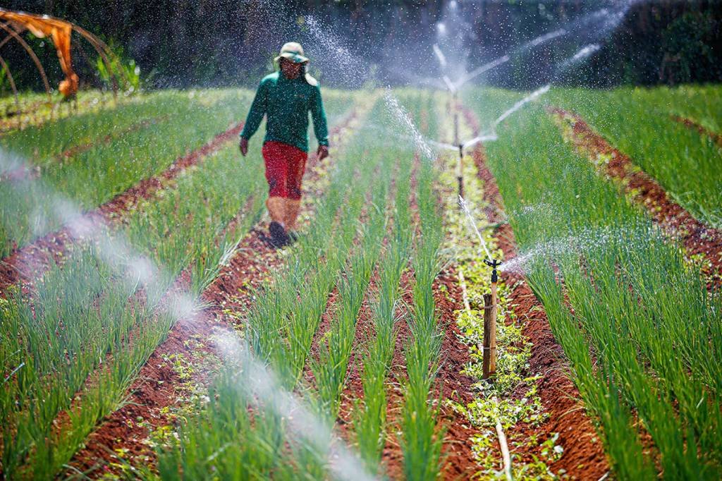 Fazenda de orgânicos no Distrito Federal: Terra Santa vai se dedicar ao mercado de imóveis rurais (Cristiano Mariz/Exame)