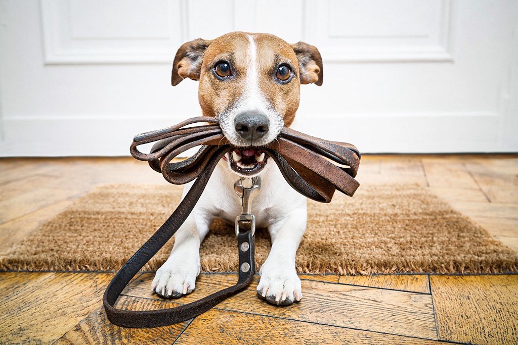 Lei garante direitos a cães de suporte emocional para acompanhar tutores