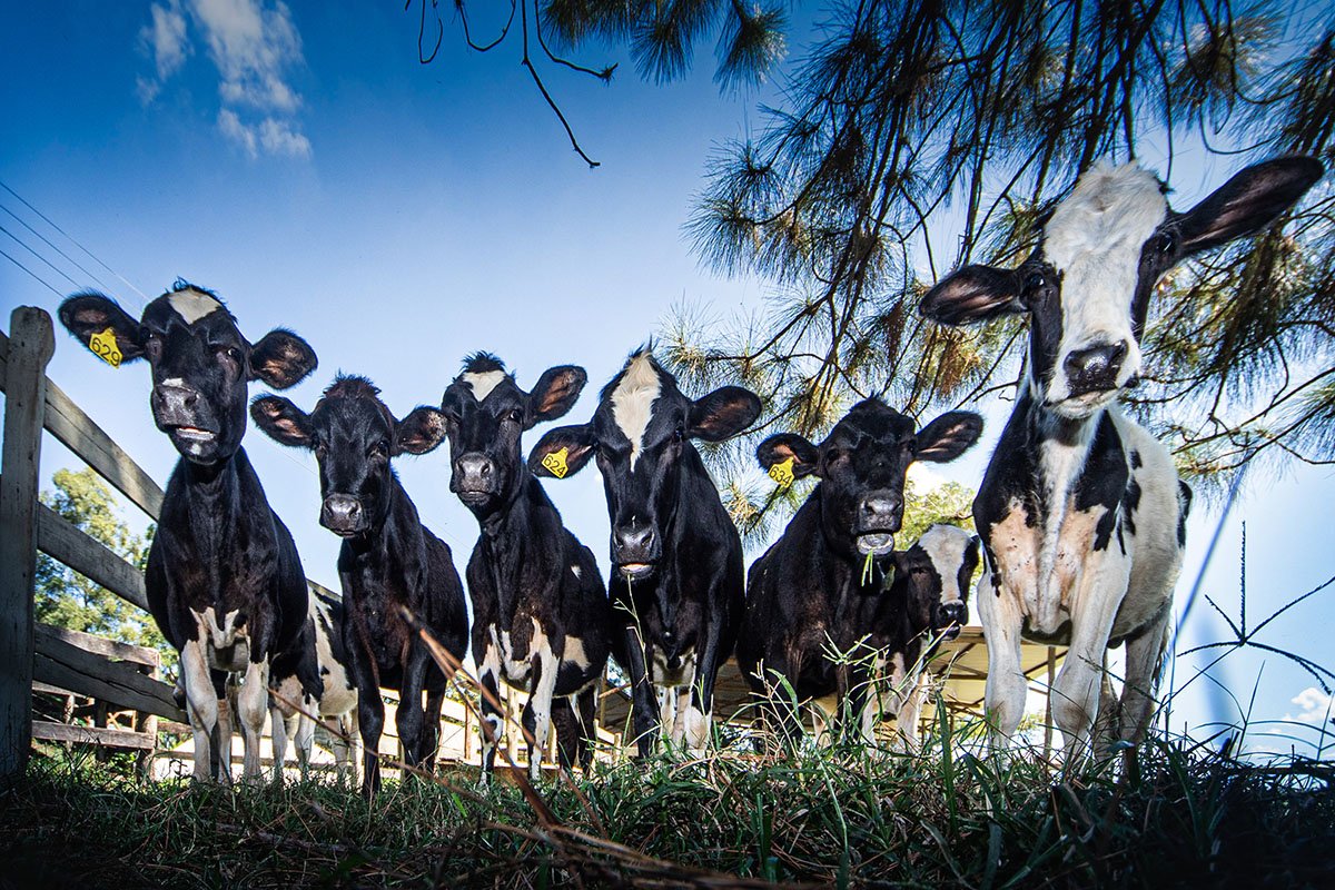 Por que o governo quer comprar leite em pó do produtor rural?