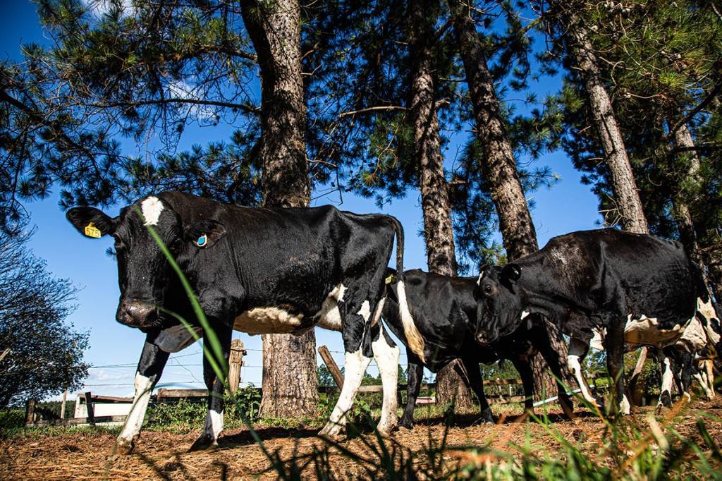 Vacas: preço do leite começa a recuar (Leandro Fonseca/Exame)