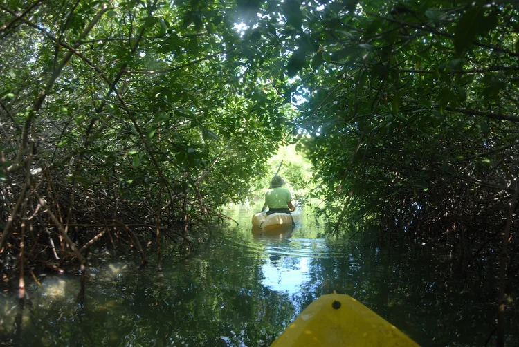  O Brasil detém um dos maiores ecossistemas de carbono azul por seus manguezais e área costeira. (Cortesia de Ocean Eyes Productions/Reprodução)