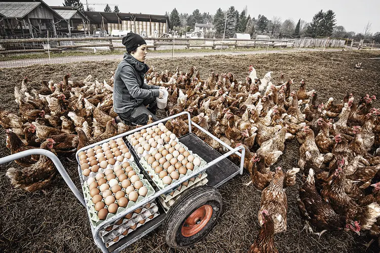 Criação de galinhas: no GPA, uma das metas de sustentabilidade é fazer com que 100% dos ovos vendidos sejam de aves criadas livres (Claus Völker/Getty Images)