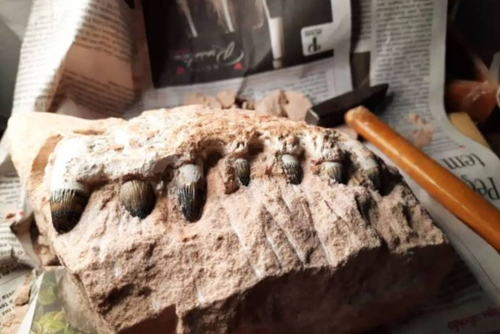 Obra em rodovia descobre fósseis de dinossauros no interior de SP