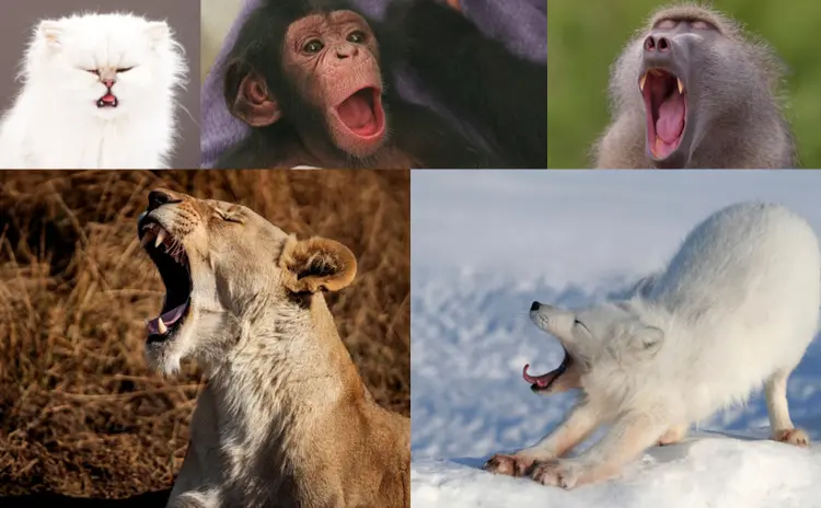 Os mistérios sobre razão dos mamíferos bocejarem em resposta ao bocejo do outro estão se ilucidando (Colagem/Getty Images)