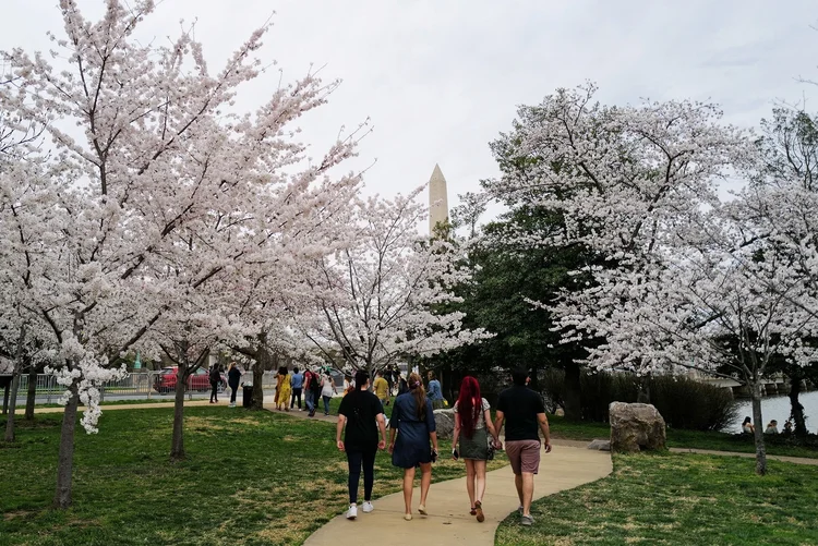 Estados Unidos: centenas de pessoas de máscaras caminharam pelo National Mall, a esplanada da capital americana, nos últimos dois finais de semana para ver a temporada de cerejeiras (Cheriss May/Reuters)