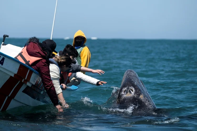 Turistas tentam tocar uma baleia cinza em um barco de observação de baleias na lagoa Ojo de Liebre, em Guerrero Negro. (Guillermo Arias/AFP)