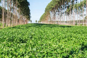 Da fiscalização à bioeconomia: estudo mapeia caminho para Brasil crescer sem desmatar