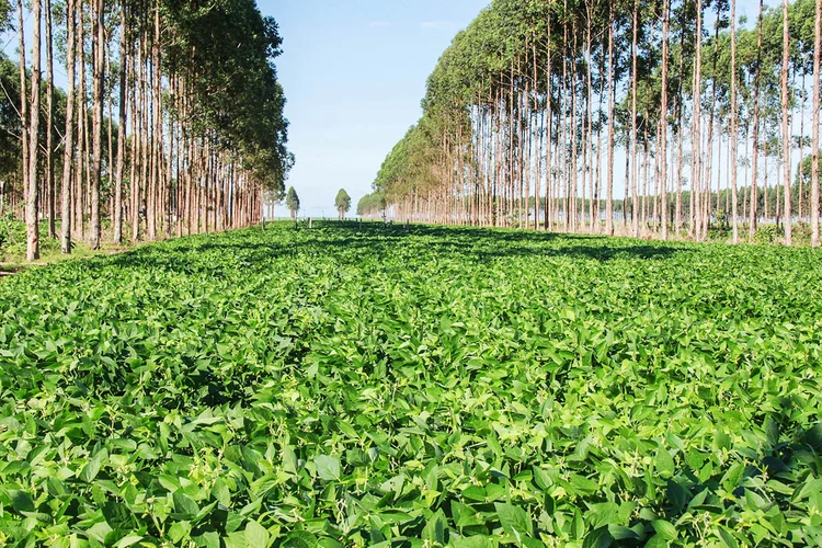 Soluções baseadas na natureza: uso sustentável dos recurso naturais, ciclagem de nutrientes e manejo biológico são exemplos (Syngenta/Divulgação)