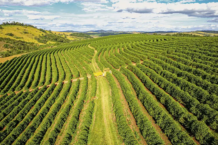 Plantação de café de um dos cooperados da Cooxupé: ao todo, cooperativa reúne 15.000 famílias produtoras (Cooxupé/Divulgação)