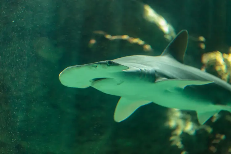 Tubarão-martelo: para o estudo, 20 animais da espécie foram capturados no Golfo do México (LagunaticPhoto/Getty Images)