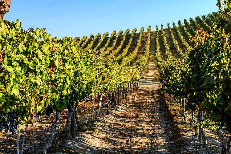 Vinhedo Quinta de Maipo (Concha y Toro/Divulgação)