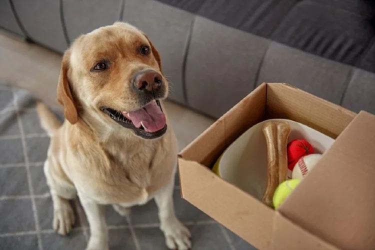 Cachorros: com isolamento social, cresceu o número dos pets  (Bússola/Divulgação)