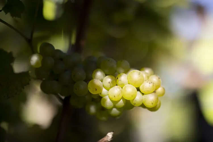 Chardonnay: a uva é originária de Borgonha, França. (Simon Dawson/Getty Images)