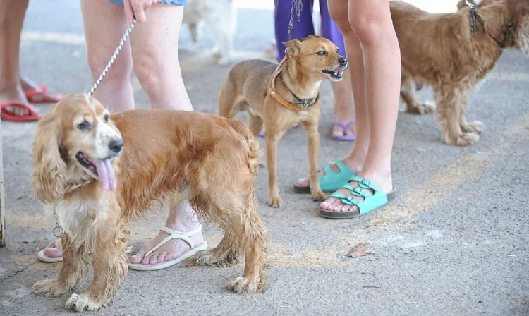 Covid-19: foram analisadas amostras de 96 animais levados a duas clínicas veterinárias da capital fluminense entre junho e agosto de 2020 (Fabio Rodrigues Pozzebom/Agência Brasil)