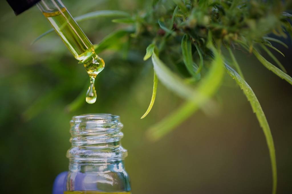 Cannabis medicinal: apesar de ser recomendada para alguns tratamentos, a planta ainda sofre resistência no Brasil (Tinnakorn Jorruang/Getty Images)