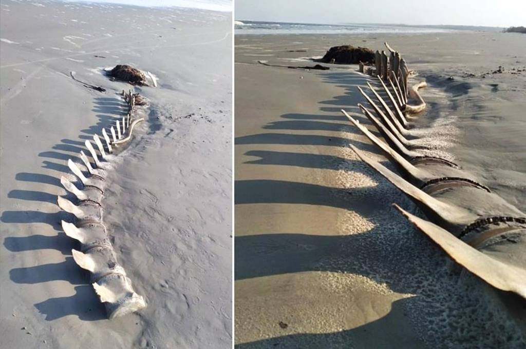 Esqueleto gigante de baleia aparece em praia e vira atração em Peruíbe