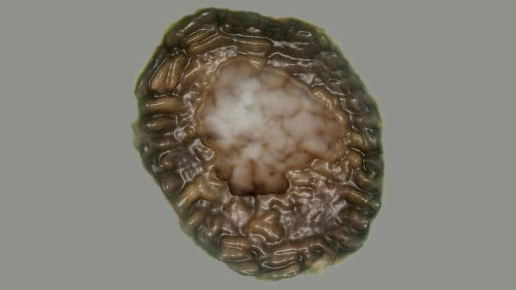 Descoberta de fóssil de 1 bilhão de anos traz nova teoria sobre evolução