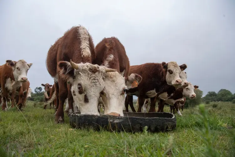 Fazenda de pecuária no Uruguai: país embarcou mais de 1,3 milhão de cabeças de gado vivo nos últimos cinco anos (PABLO PORCIUNCULA/AFP/Getty Images)