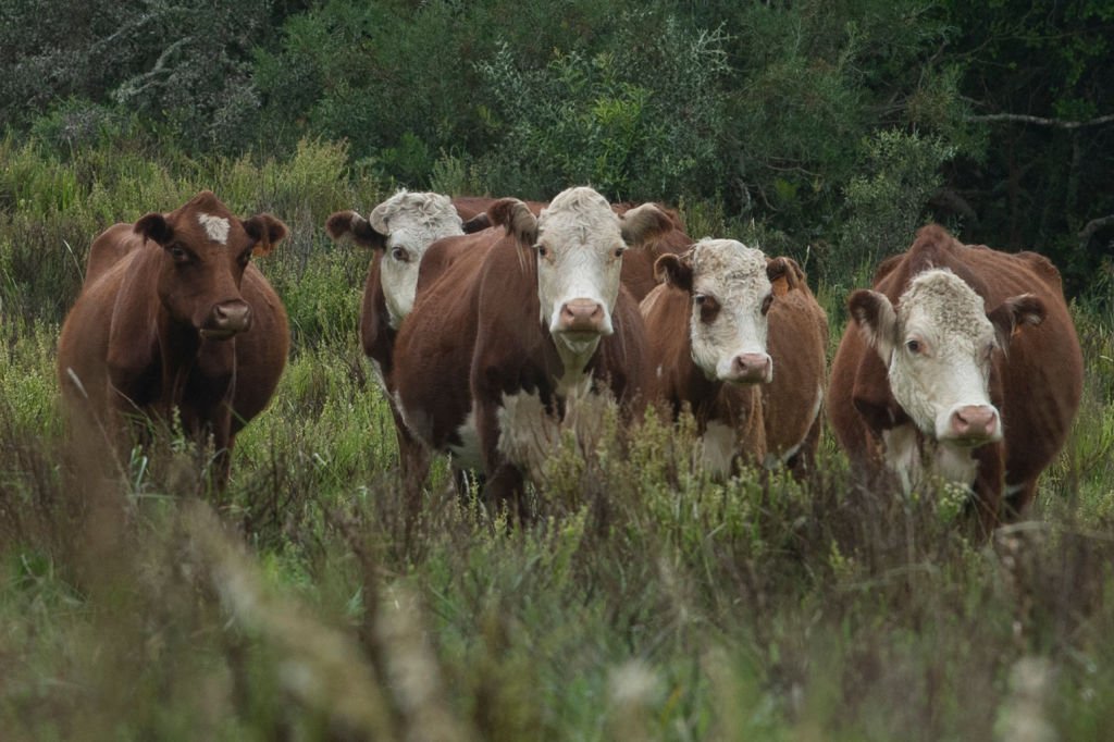 Risco de vaca louca no Brasil é insignificante, afirma órgão internacional