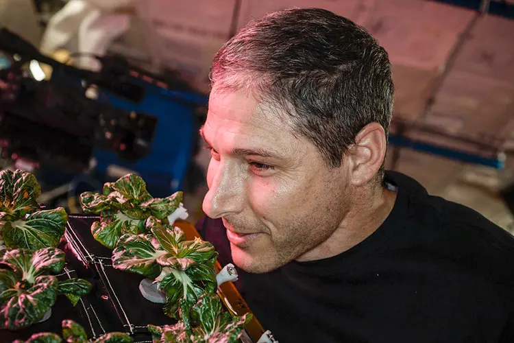 Astronauta da NASA e engenheiro de vôo da Expedição 64, Michael Hopkins, cheira plantas pak choi crescendo a bordo da Estação Espacial Internacional em 26 de março de 2021 (Nasa/Reprodução)