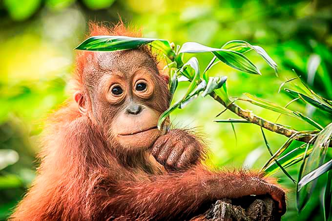 Cientistas criam macaco com olhos verdes fluorescentes e dedos