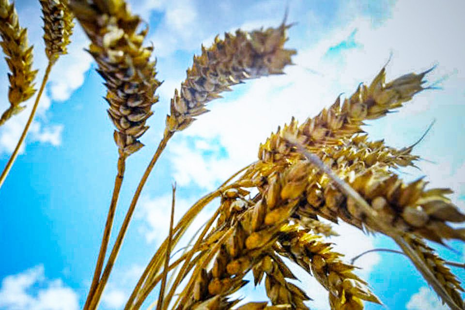 Preço do trigo recua com plano da Ucrânia de manter fluxo no Mar Negro