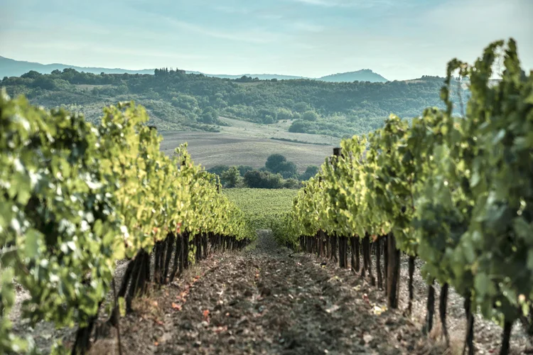 Vinhedos da Stella di Campalto. (Cellar/Divulgação)