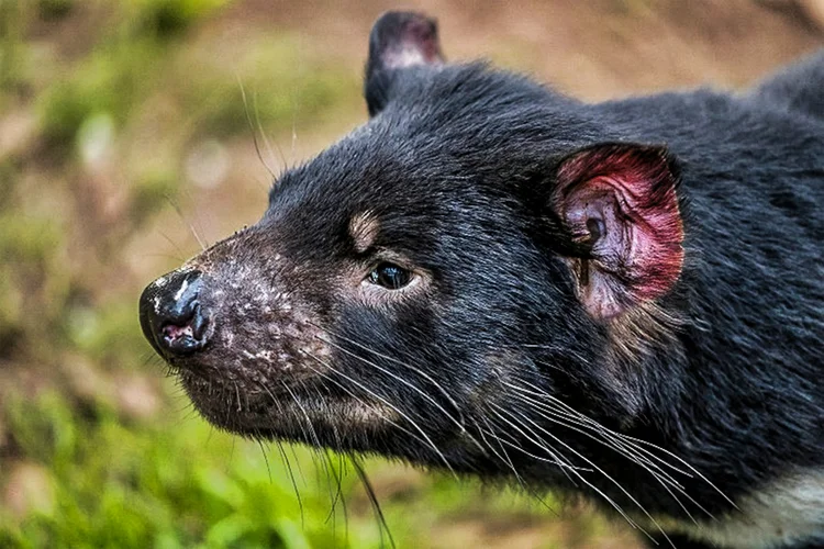Ambientalistas anunciaram que sete diabos da Tasmânia nasceram Austrália continental, depois de cerca de 3 mil anos. A equipe busca reintroduzir a espécie como parte de um projeto 'histórico' (Reprodução/AFP)