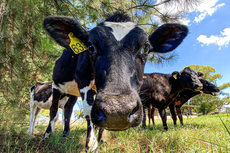 Morte de bezerros pelo frio e ração mais cara pressionam preço da carne nos EUA (Leandro Fonseca/Exame)