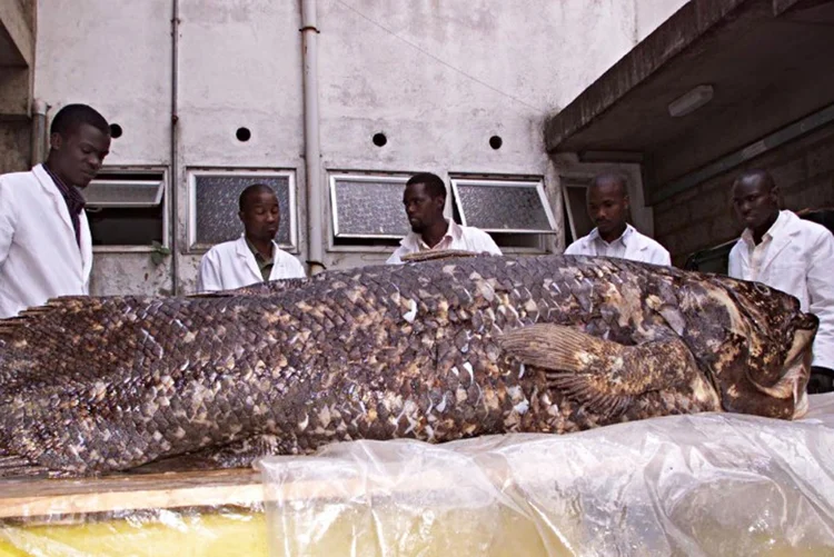 Peixe celacanto no Quênia. (George Mulala/Reuters)