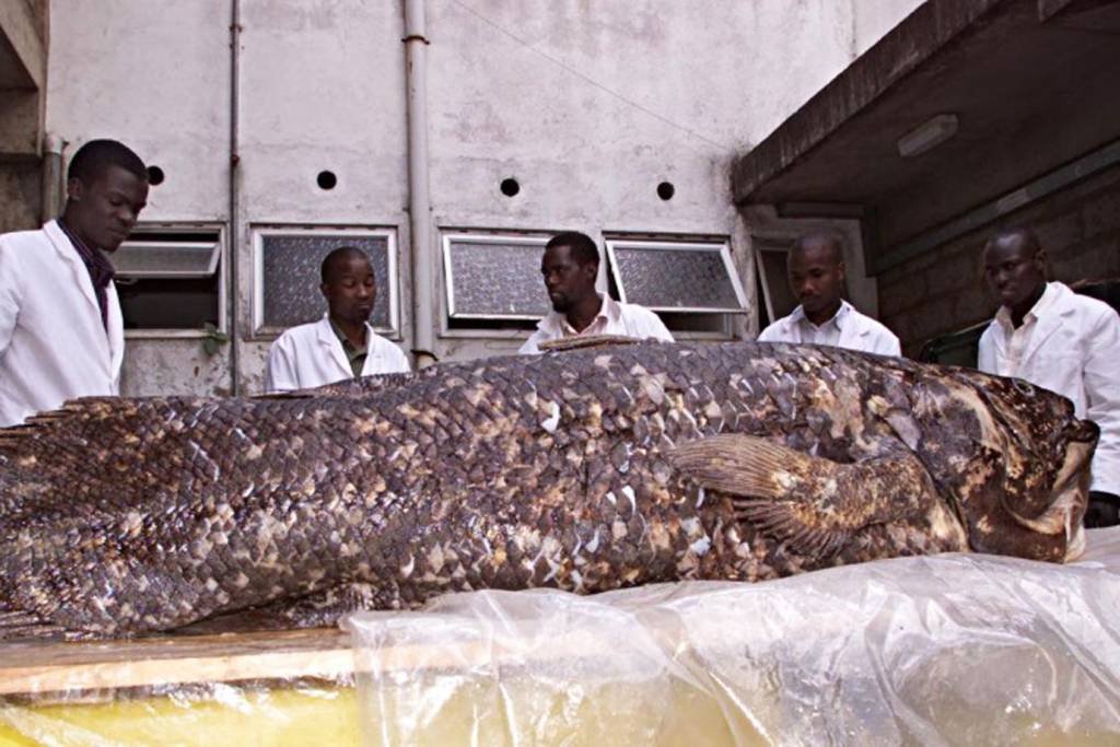 Peixe gigante conhecido como "fóssil vivo" pode viver até 100 anos