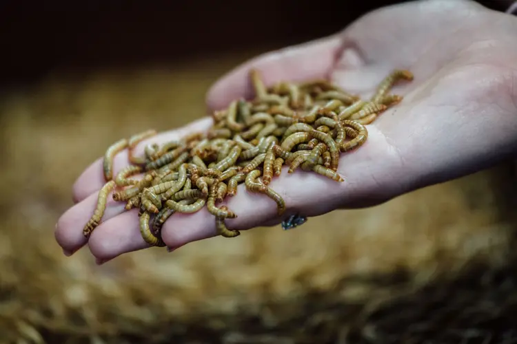 A forma larval do besouro da farinha é segura para consumo humano em sua forma completa e como um aditivo em pó. (Bloomberg/Bloomberg)