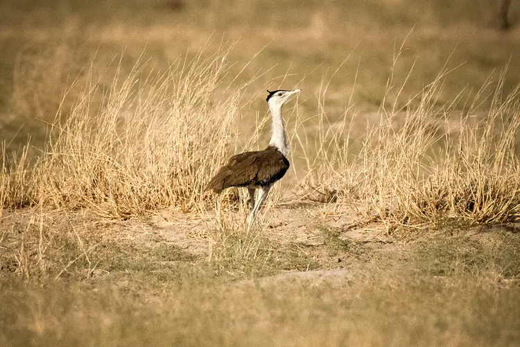 Um grande abutre da Índia no Parque Nacional do Deserto perto de Jaisalmer, Rajasthan, Índia (Bloomberg/Bloomberg)