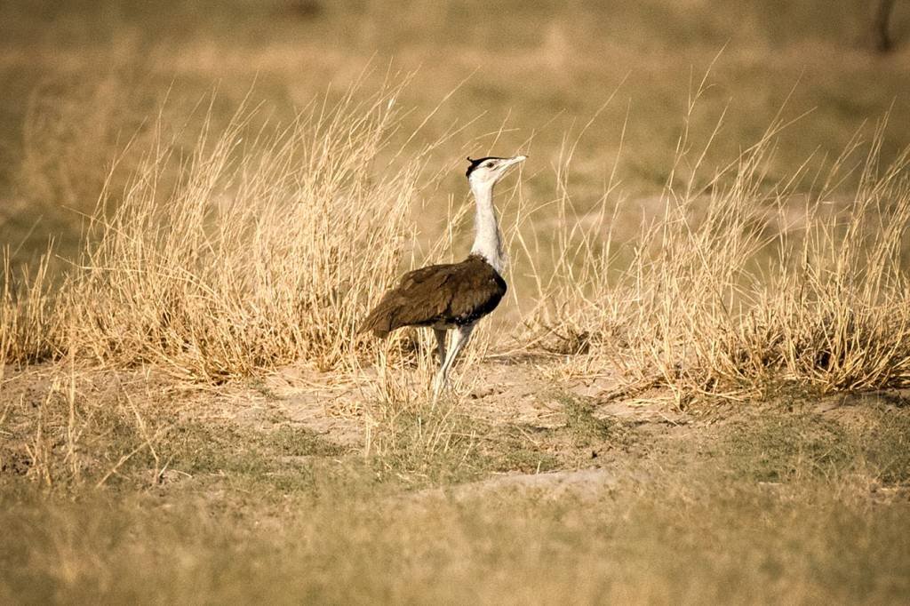 Quase extinta, ave gigante ameaça transição energética na Índia