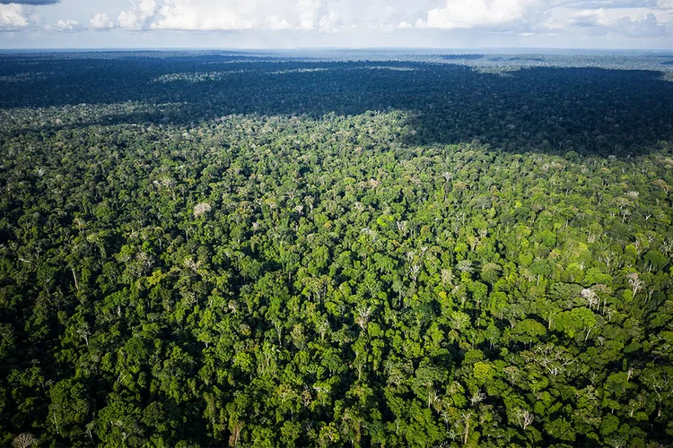 Green bonds: títulos ligados à sustentabilidade cresceram rapidamente em um mercado de US$ 200 bilhões (Leo Correa/Glow Media/AP)