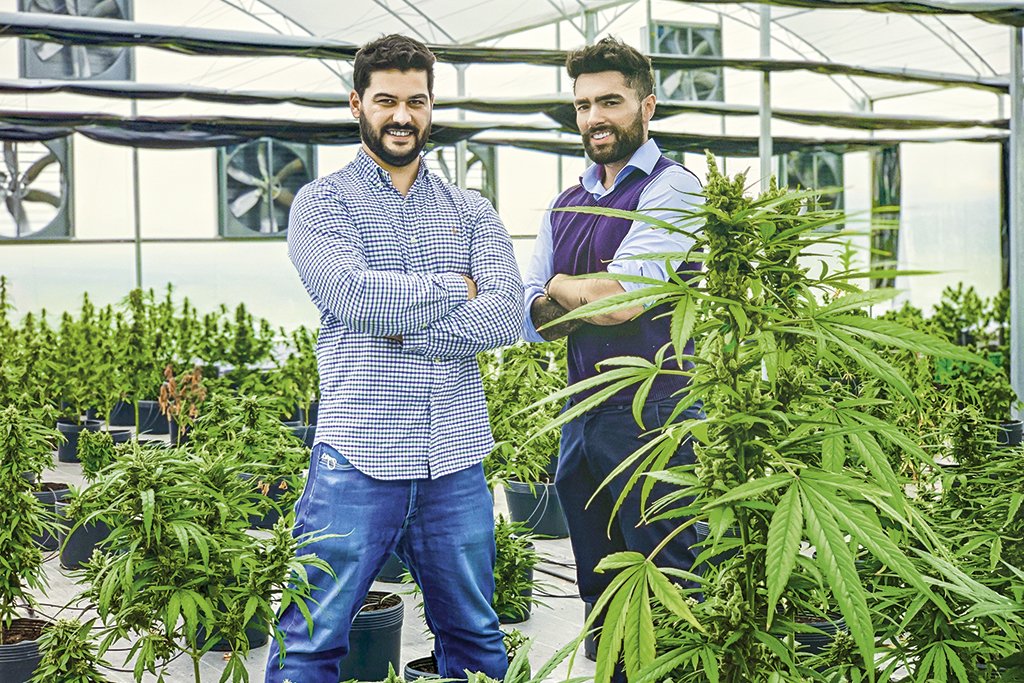 Negócios de maconha medicinal já são realidade e apostam alto no Brasil