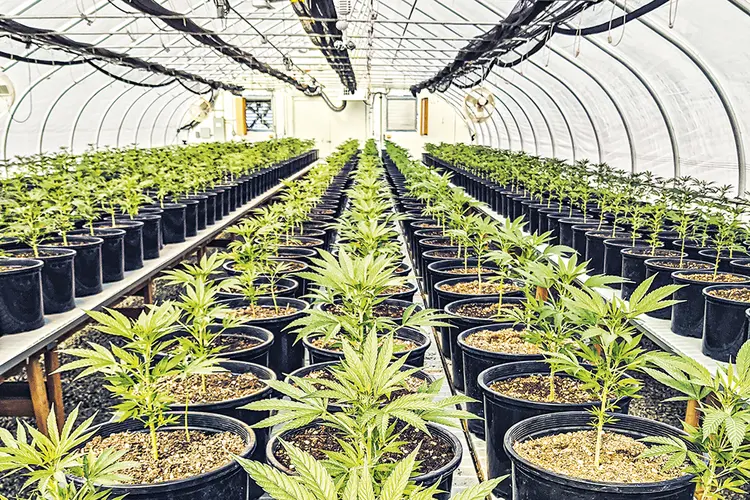 Cannabis: como o Brasil ainda tem uma regulamentação mais restritiva e não há perspectivas para o mercado de uso recreativo, as profissões do setor estão relacionadas ao uso medicinal, aos serviços auxiliares e a uma futura permissão do plantio industrial para extração medicinal (Nunature/Divulgação)