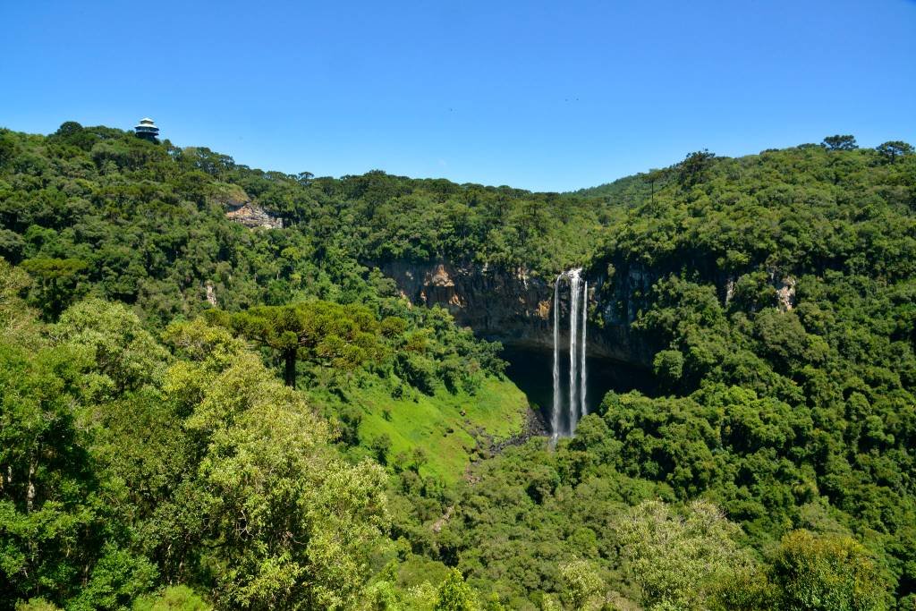 É a floresta, estúpido!