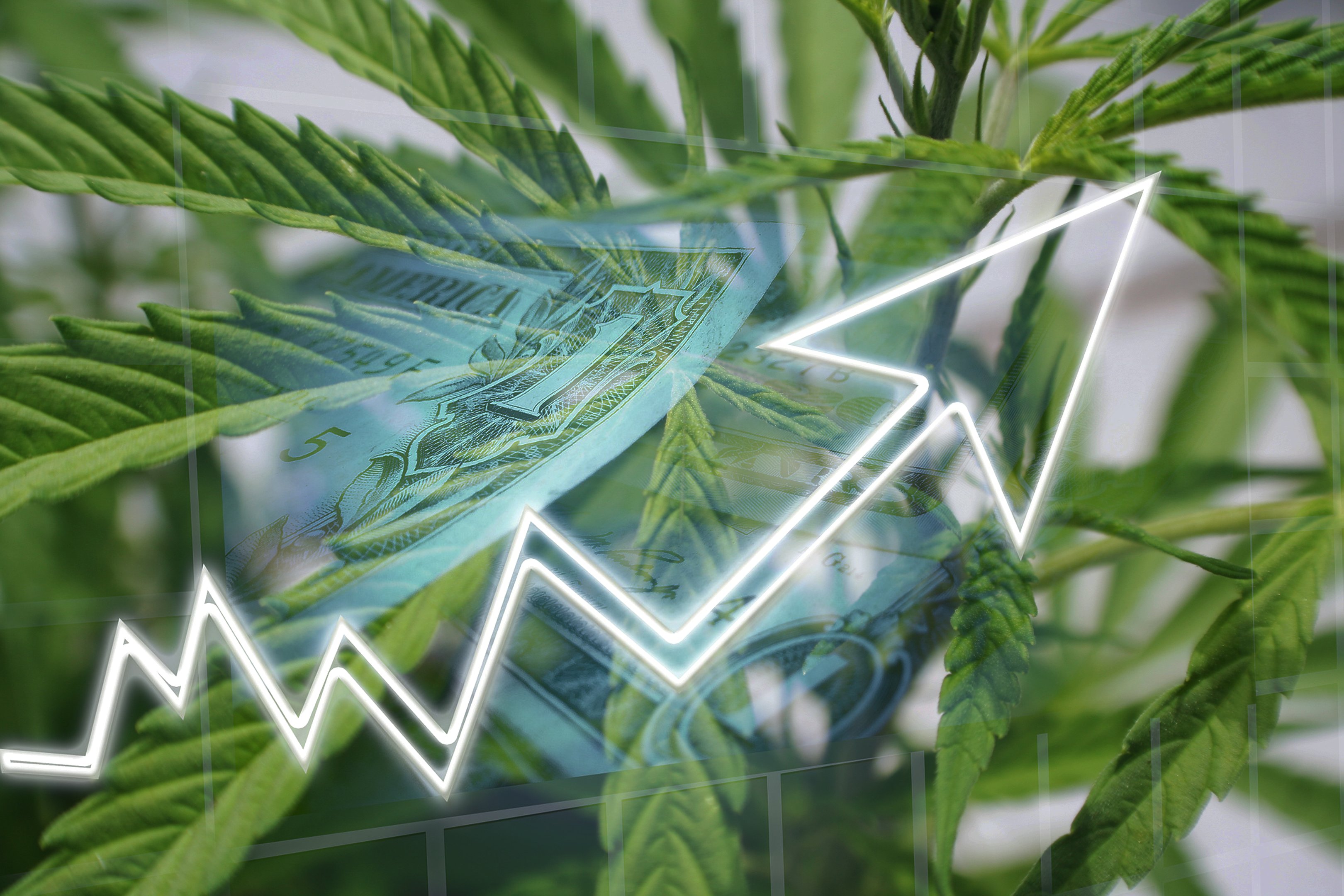 Mercado de cannabis cresce 48% em um ano; veja como investir