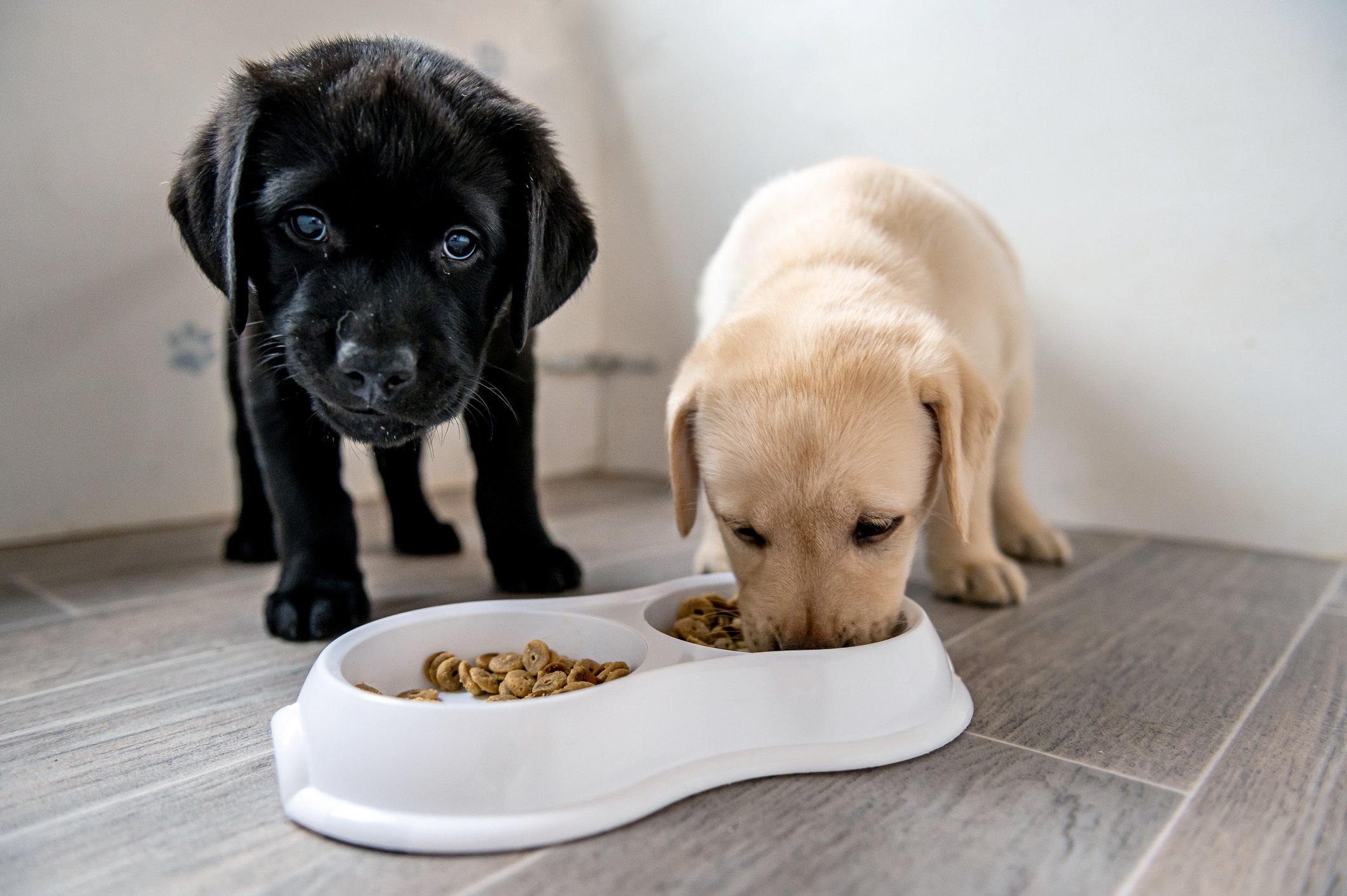 Sem mistureba: Petlove faz parceria com a True, de ração natural para pets